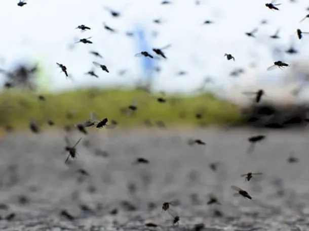 Cuándo se van los mosquitos de Buenos Aires: qué pasa con el dengue