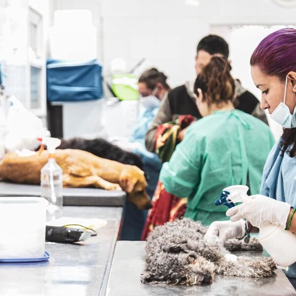 DÍA MUNDIAL DEL PERRO: ZOONOSIS BROWN ATENDIÓ A 543 ANIMALES EN UNA JORNADA