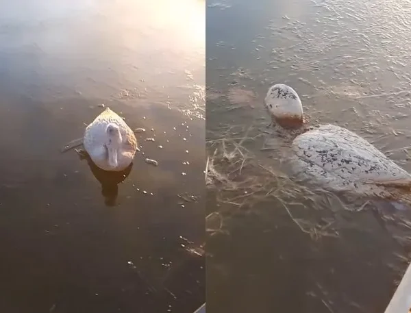 Corrientes: encontraron patos congelados en un tanque de agua en medio del frío polar