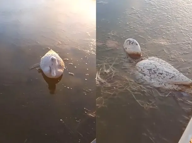 Corrientes: encontraron patos congelados en un tanque de agua en medio del frío polar