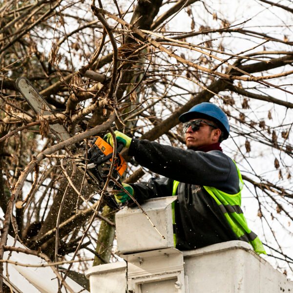 EL MUNICIPIO DE ALTE BROWN PROFUNDIZA LOS OPERATIVOS DE PODA Y DESPEJE DE LUMINARIAS MEJORANDO LA PREVENCIÓN