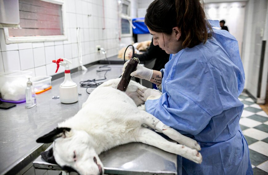 EN EL DÍA DEL VETERINARIO, ZOONOSIS BROWN MULTIPLICA LAS CASTRACIONES GRATUITAS EN EL DISTRITO