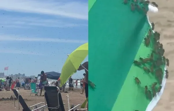 Video: invasión de avispas en una playa de Mar del Plata