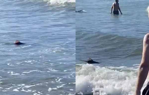 Susto en Mar del Plata: apareció un tiburón a orillas de una de las playas céntricas