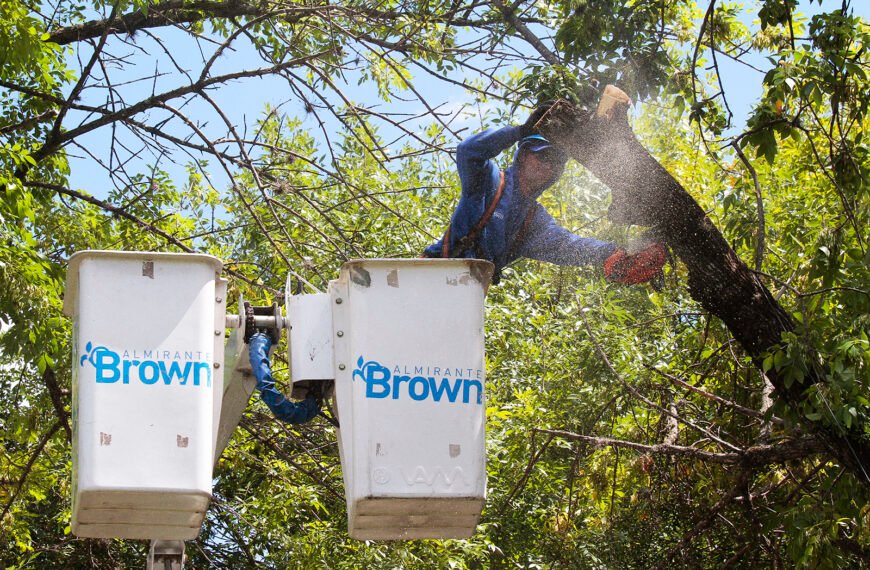 LANZARON UNA GUÍA PARA LA PODA DEL ARBOLADO PÚBLICO EN ALTE BROWN
